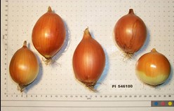 /ARSUserFiles/80600500/Crops/Onion/spanish onion.jpeg
